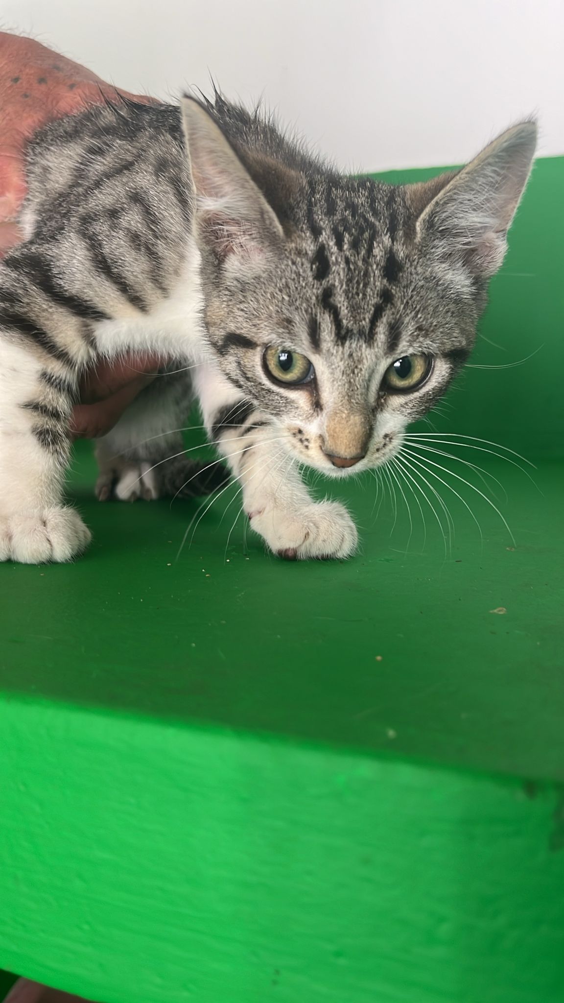 KITTY-2