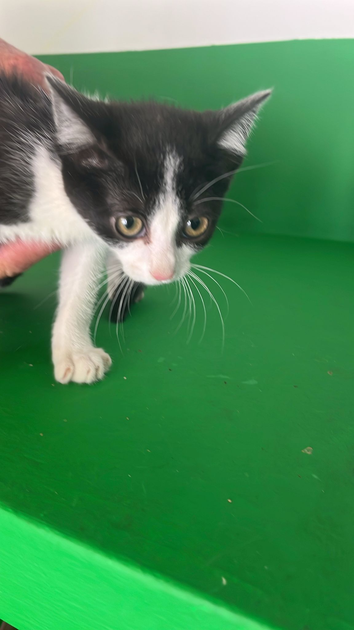 KITTEN-1