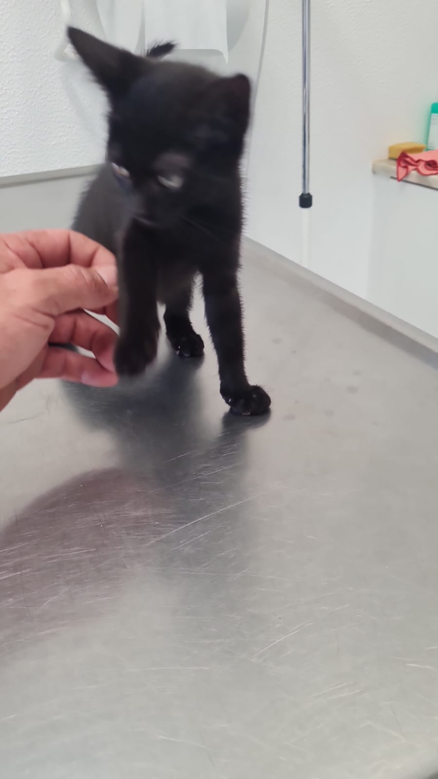 KITTEN 