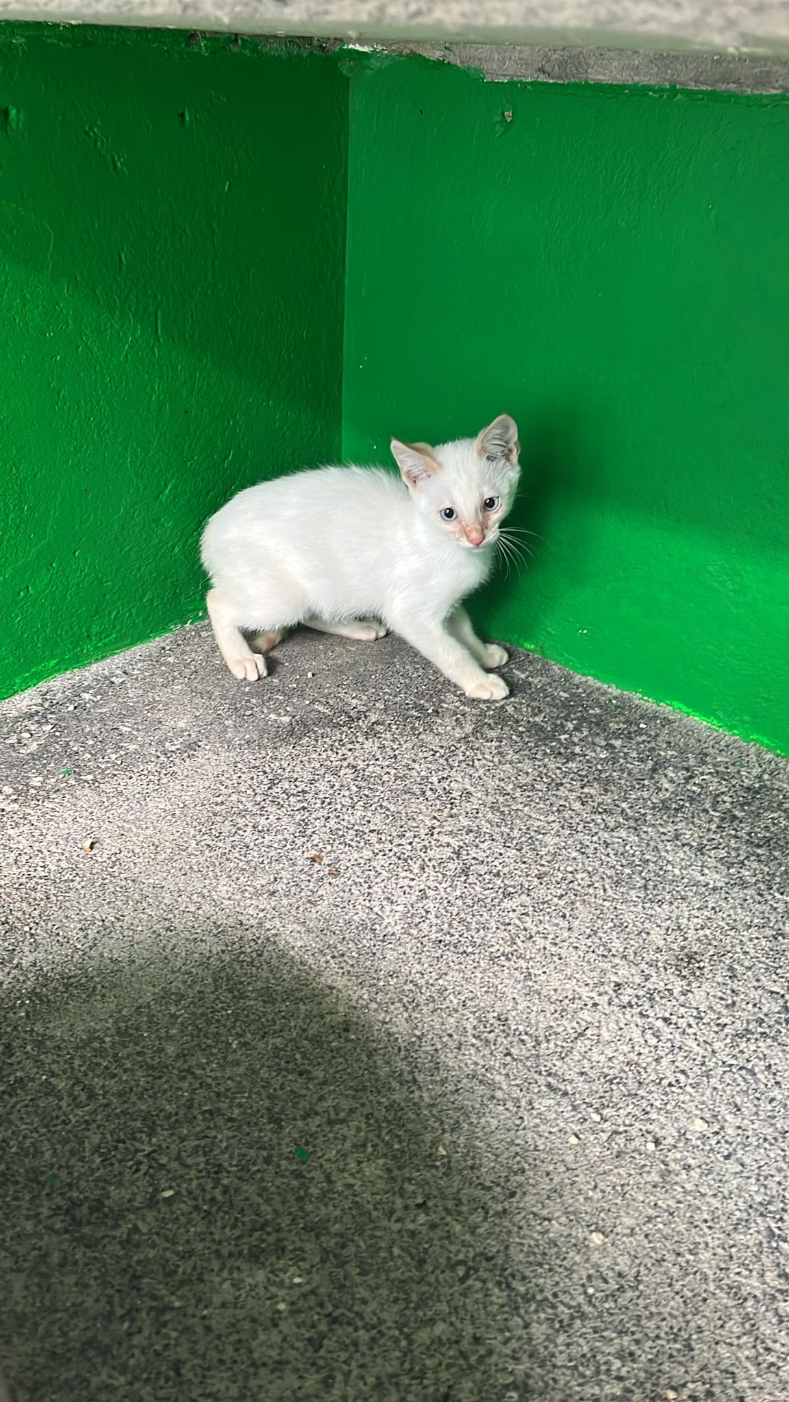 KITTY