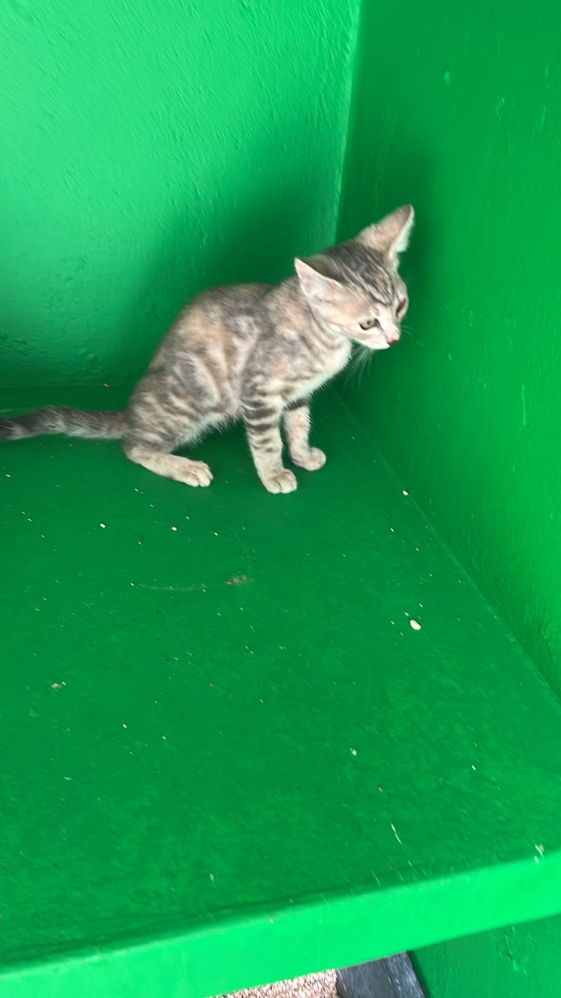 KITTEN-1