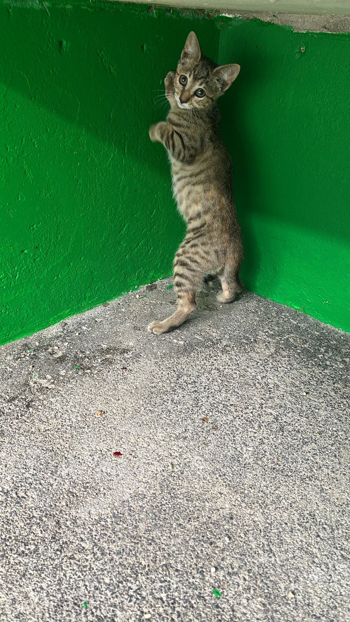 KITTEN-2