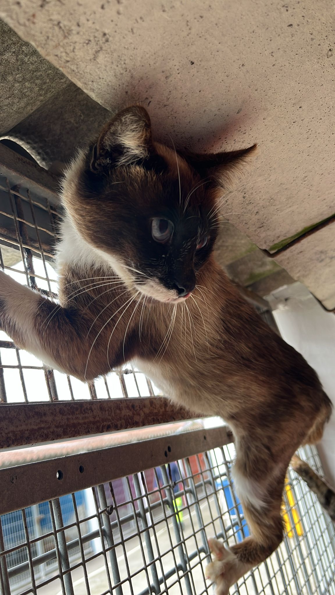 Simba
